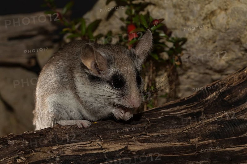Asian garden dormouse