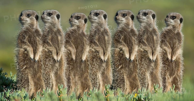 Meerkats