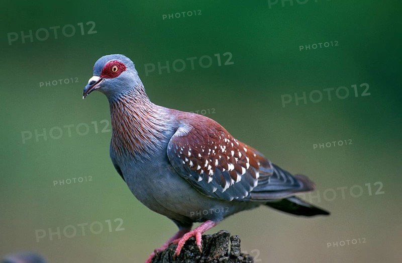 Speckled dove