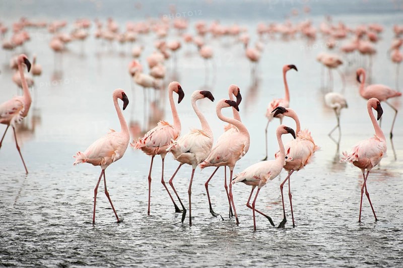 Lesser Flamingo