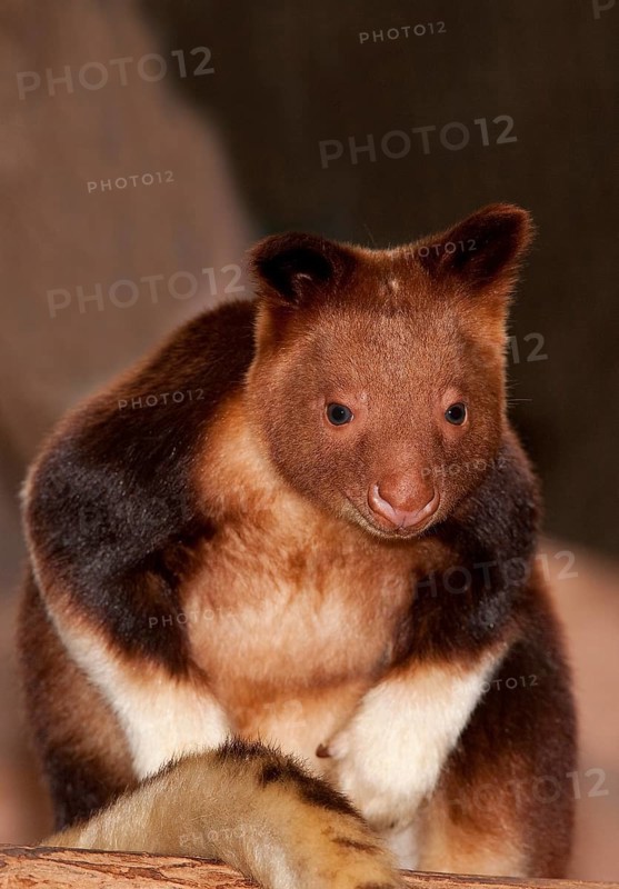 Goodfellow's Buergers' tree kangaroo