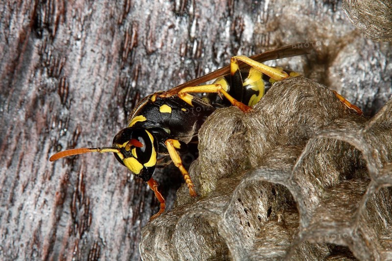 Common wasp