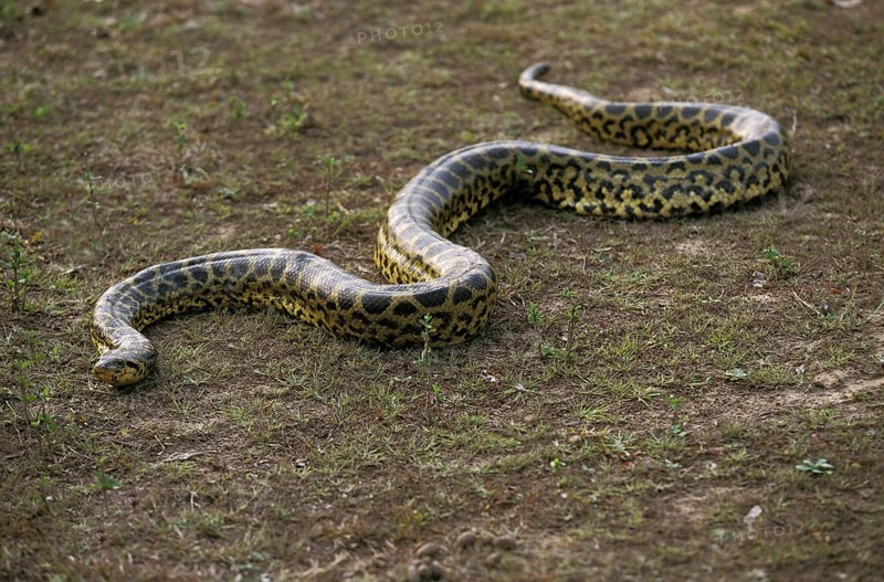 Green common anaconda