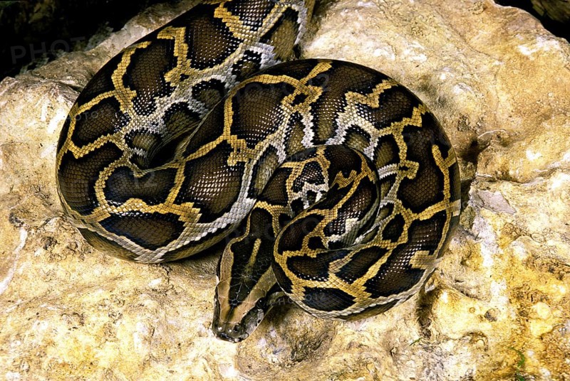 Indian python