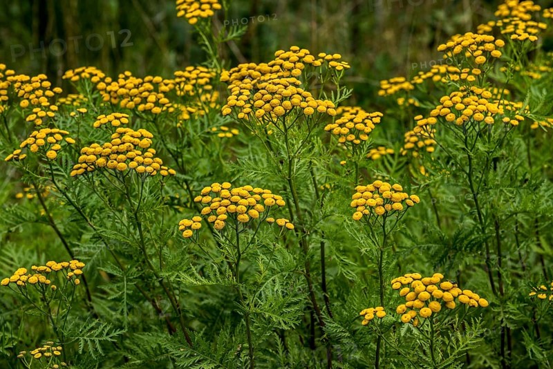 Common tansy