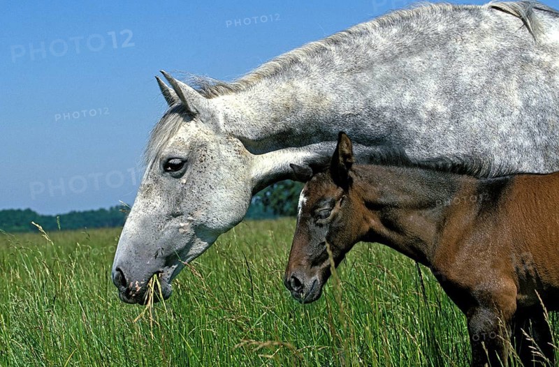 Lusitano horse