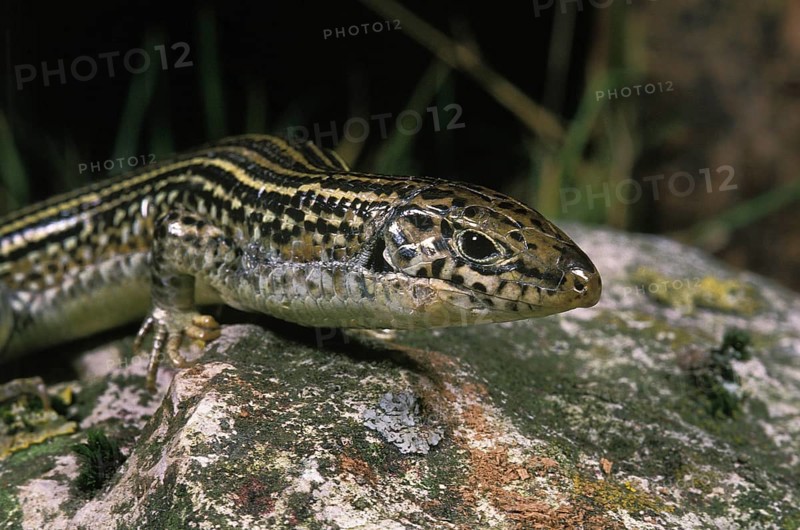 Collar lizard