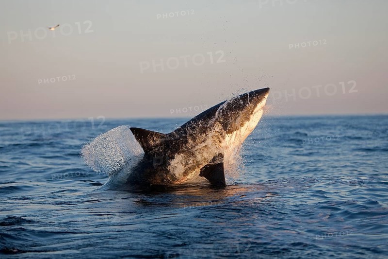 Great white shark