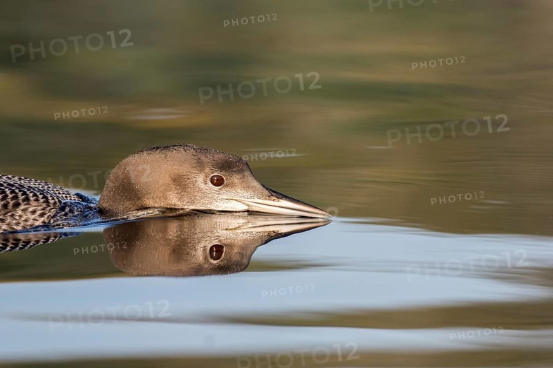 Great Northern Loon