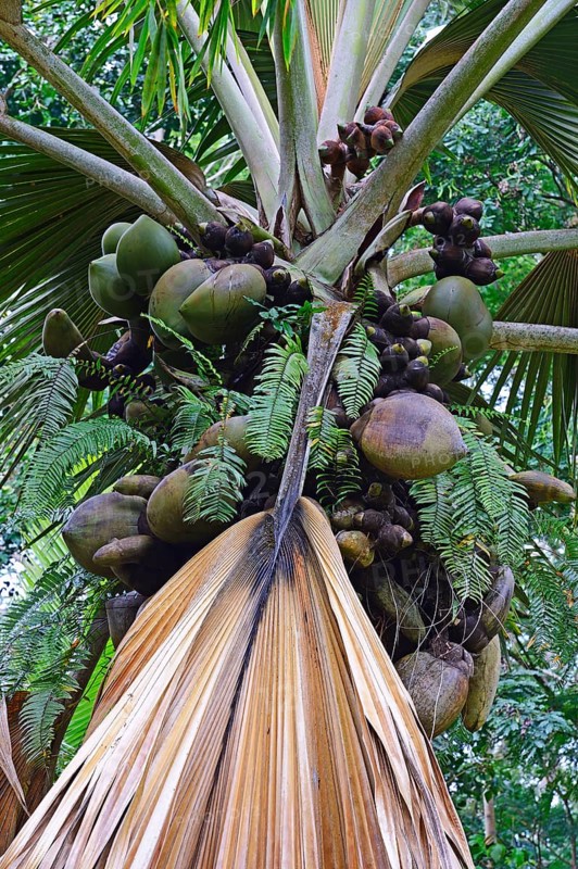 Coco de Mer