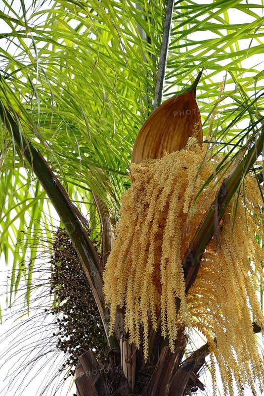 Flowering Date Palm
