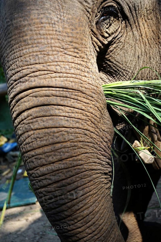 Elephant