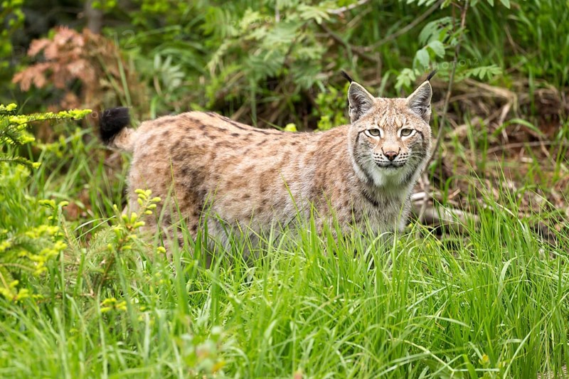 Lynx