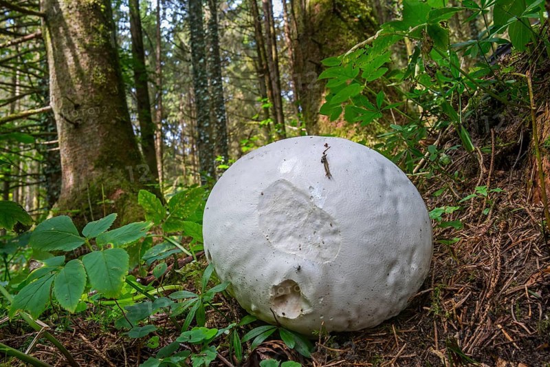 Giant puffball