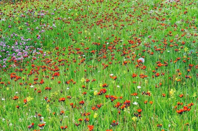 Meadow with wild flowers