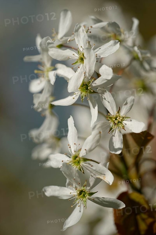 Snowy mespilus