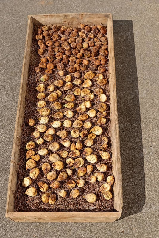 Common figs