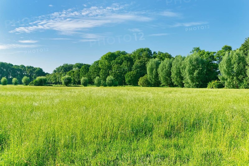 Forest and meadow landscape