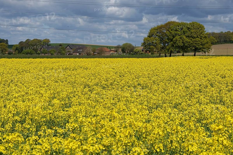 Field with Rape
