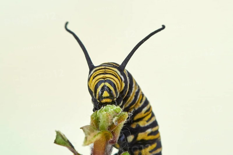 Caterpillar of the monarch butterfly