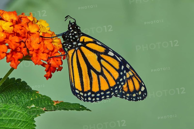 Monarch butterfly