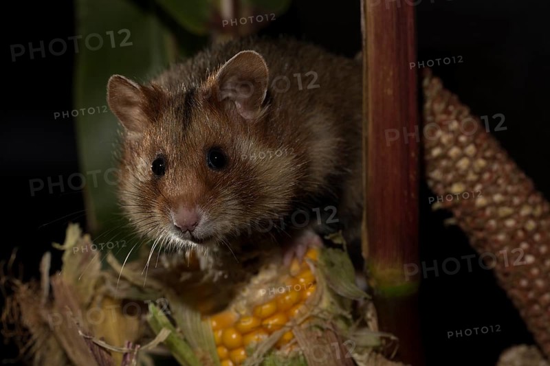 European Hamster