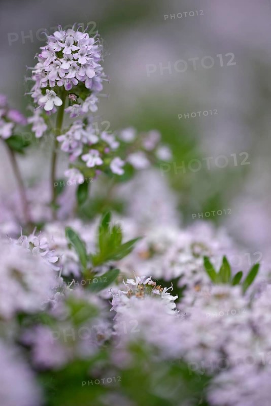 Common Thyme