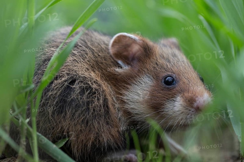 European Hamster