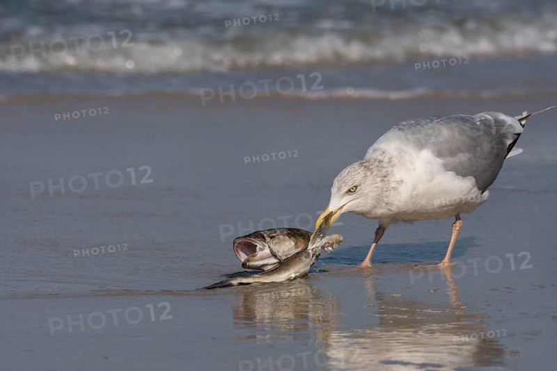 European herring gull
