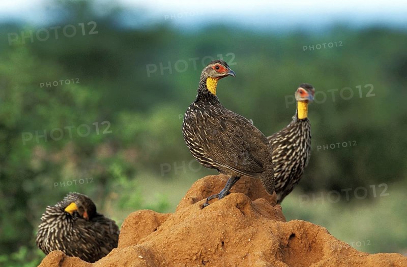 Yellow-Necked Spurfowl