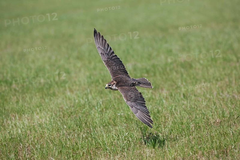 Saker falcon