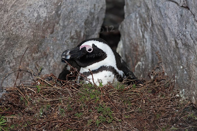 African penguin