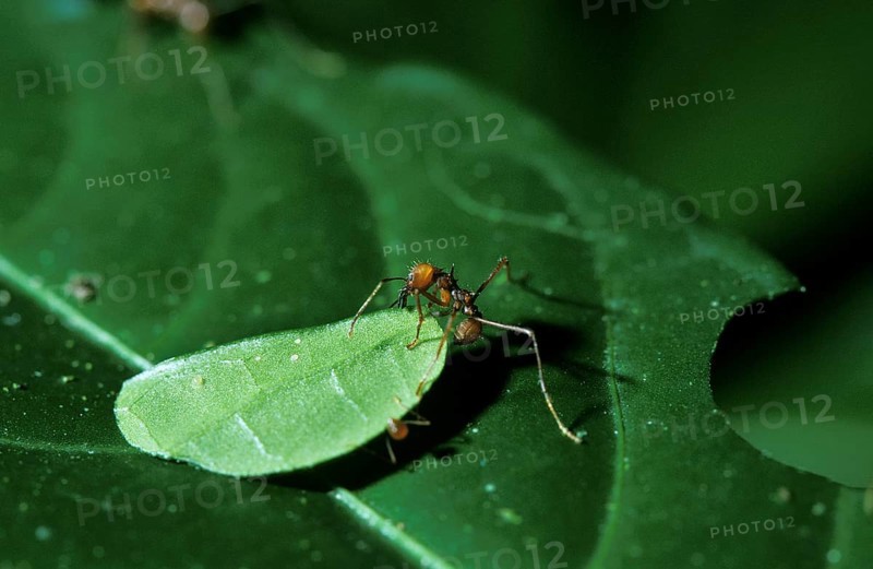 Leaf-Cutter Ant
