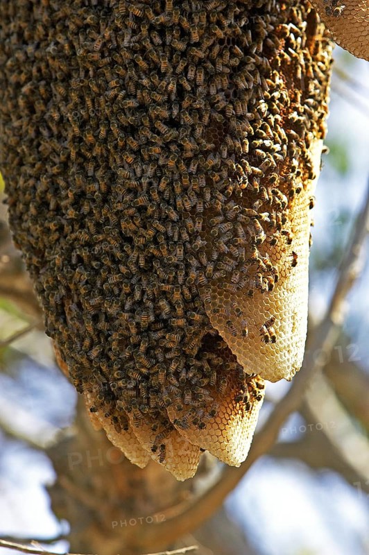 Swarm of wild bees hanging from a branch