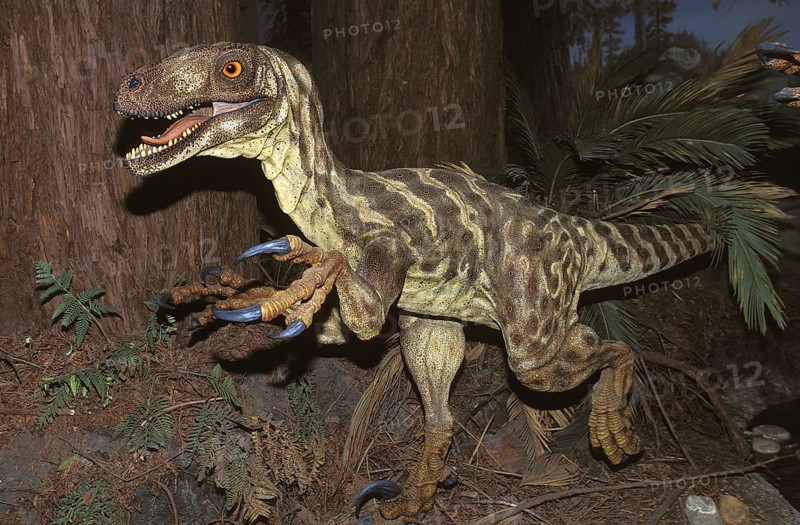 DEINONYCHUS ANTIRRHOPUS