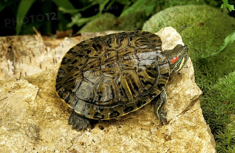 Red eared slider