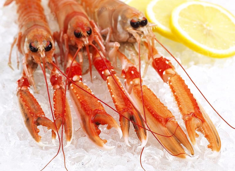 Dublin Bay Prawn