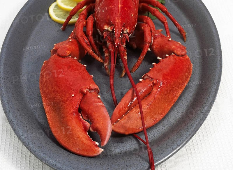 Boiled Lobster