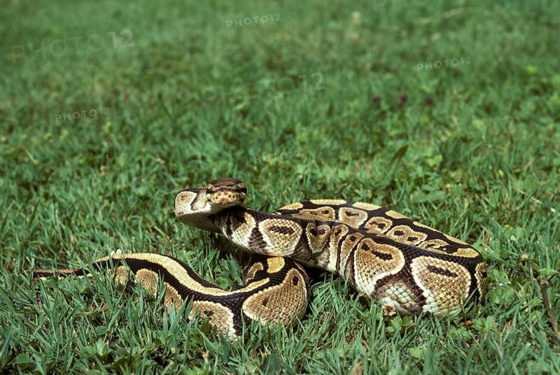 Royal python