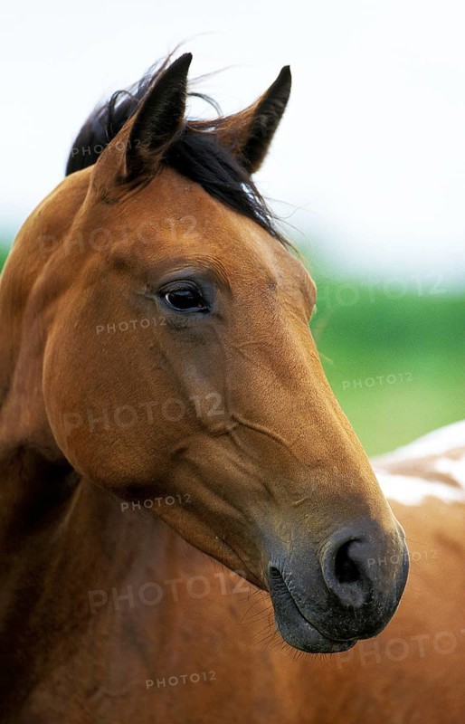 American Saddlebred Horse