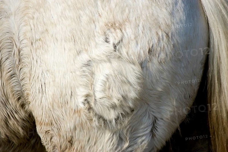 Camargue horse