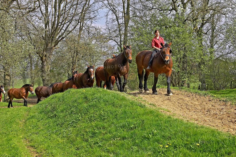 Cob Normand horse