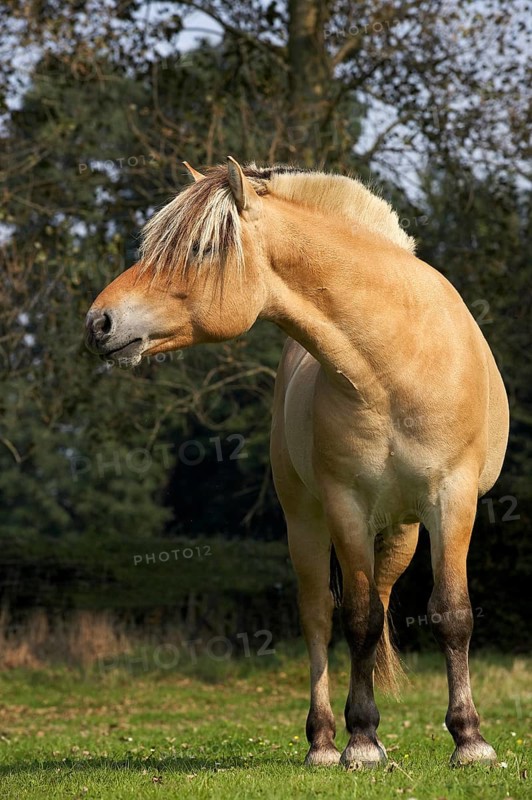 NORWEGIAN FJORD HORSE
