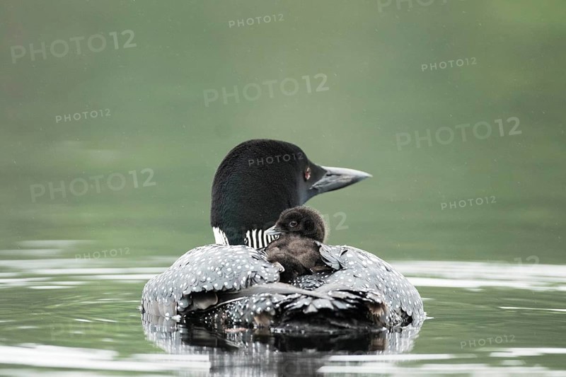 Common loon