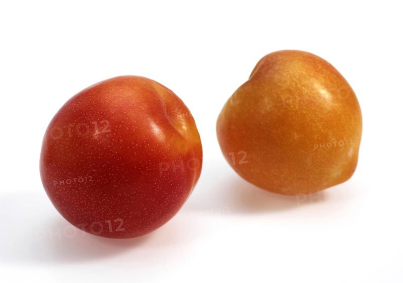 Prunus x domestica
