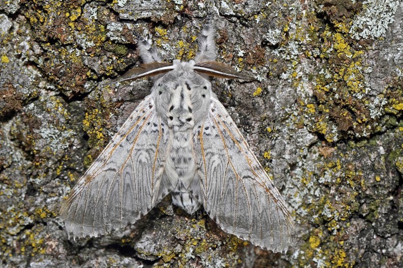 Greater fork tail