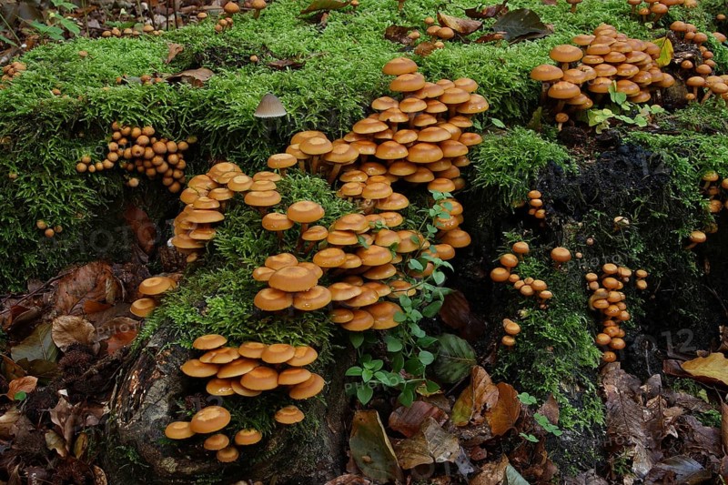 Sheathed woodtuft