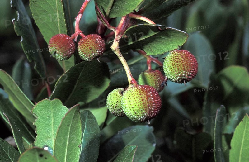 Western strawberry tree