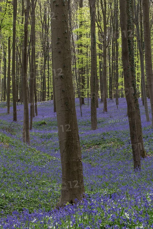 Bluebells