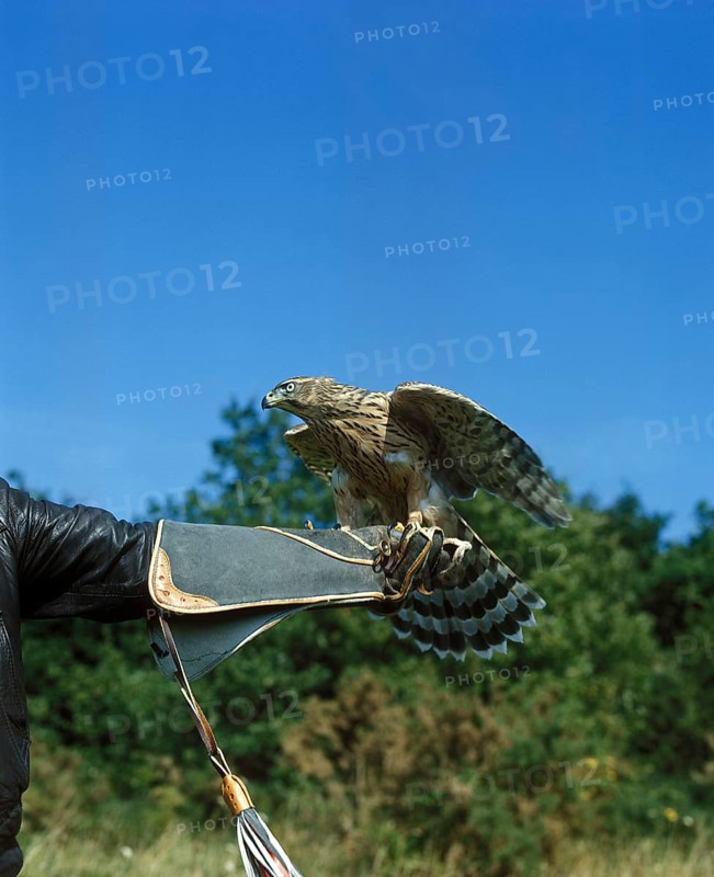 Falconer with Goshawk